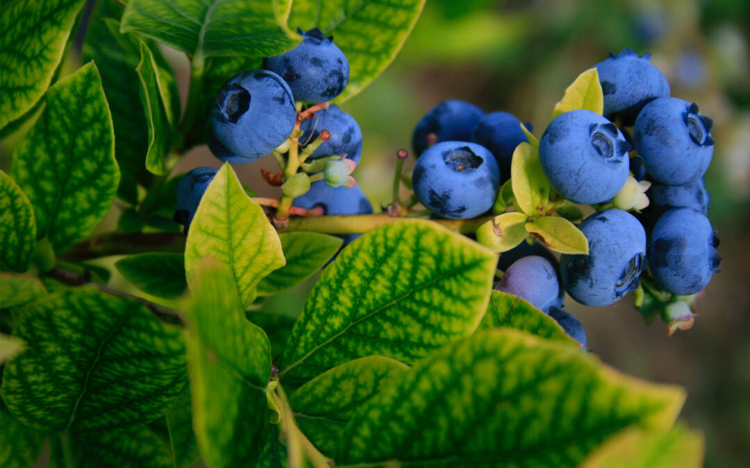Blueberry Lessons
