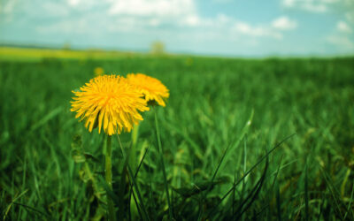 A Parable Illustration