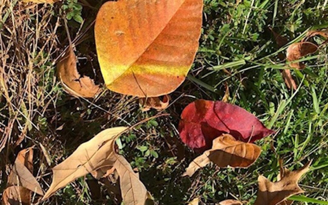 Shedding Dead Leaves