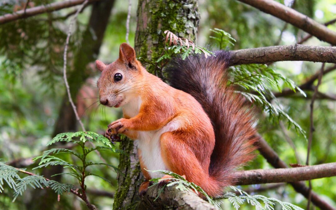 A Squirrelly Tale